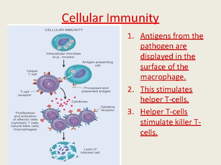 Cellular Immunity 1. Antigens from the pathogen are displayed in the surface of the