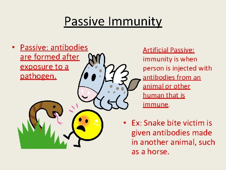 Passive Immunity • Passive: antibodies are formed after exposure to a pathogen. Artificial Passive: