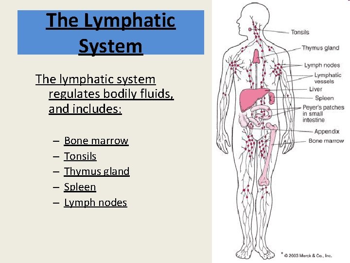 The Lymphatic System The lymphatic system regulates bodily fluids, and includes: – – –