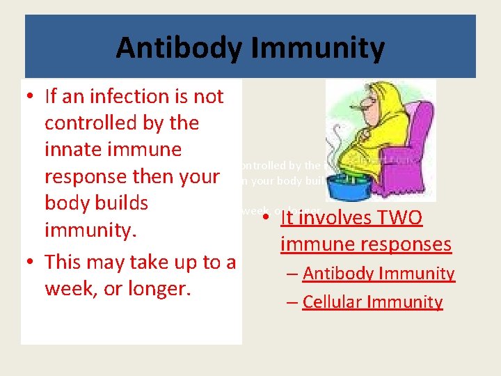Antibody Immunity • If an infection is not controlled by the innate immune If