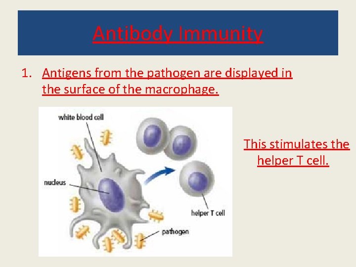 Antibody Immunity 1. Antigens from the pathogen are displayed in the surface of the