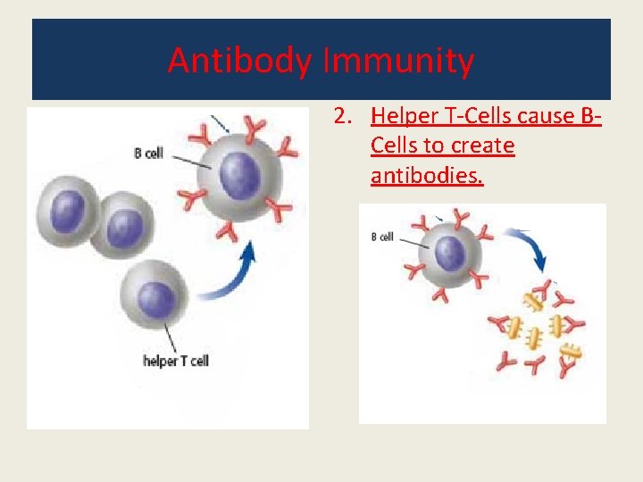 Antibody Immunity 2. Helper T-Cells cause BCells to create antibodies. 