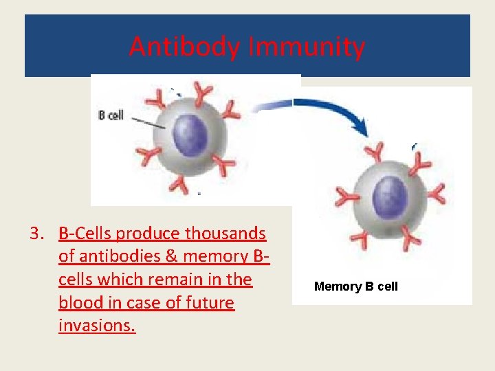 Antibody Immunity 3. B-Cells produce thousands of antibodies & memory Bcells which remain in