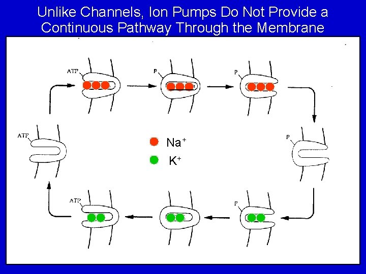 Unlike Channels, Ion Pumps Do Not Provide a Continuous Pathway Through the Membrane Na+