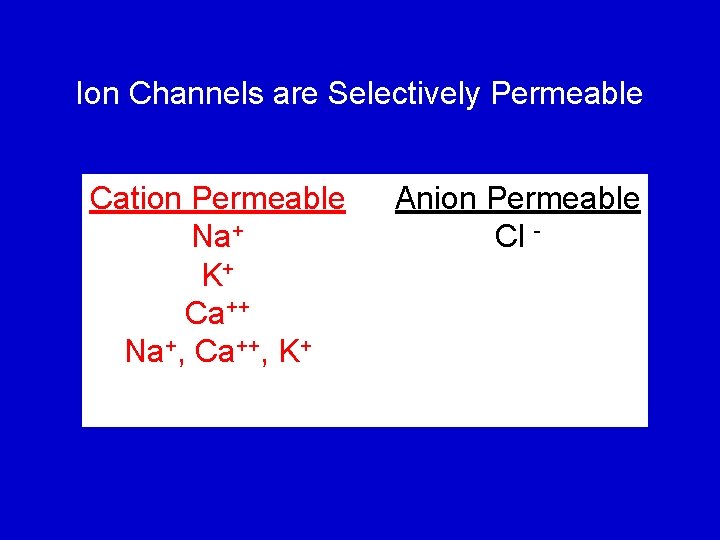 Ion Channels are Selectively Permeable Cation Permeable Na+ K+ Ca++ Na+, Ca++, K+ Anion