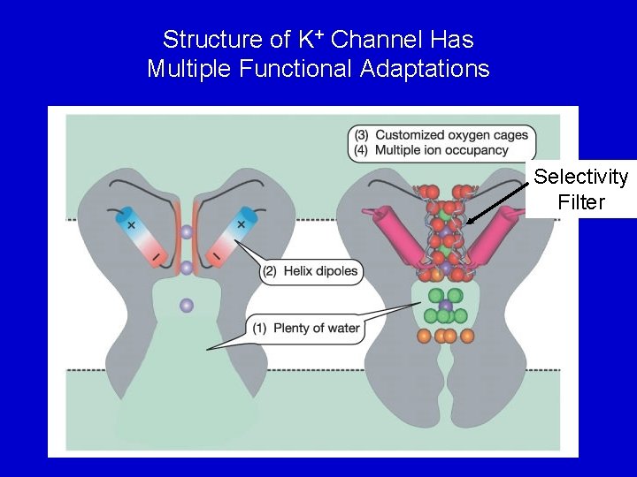 Structure of K+ Channel Has Multiple Functional Adaptations Selectivity Filter 