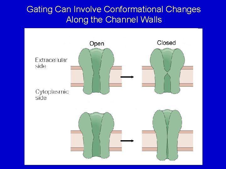 Gating Can Involve Conformational Changes Along the Channel Walls 