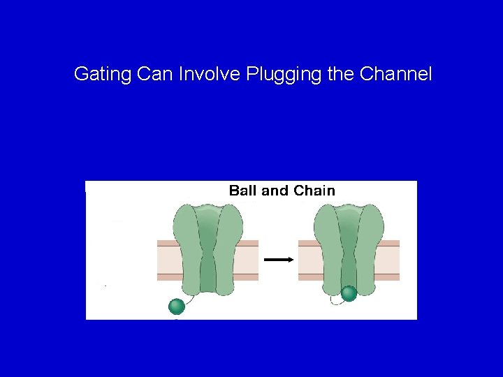 Gating Can Involve Plugging the Channel 