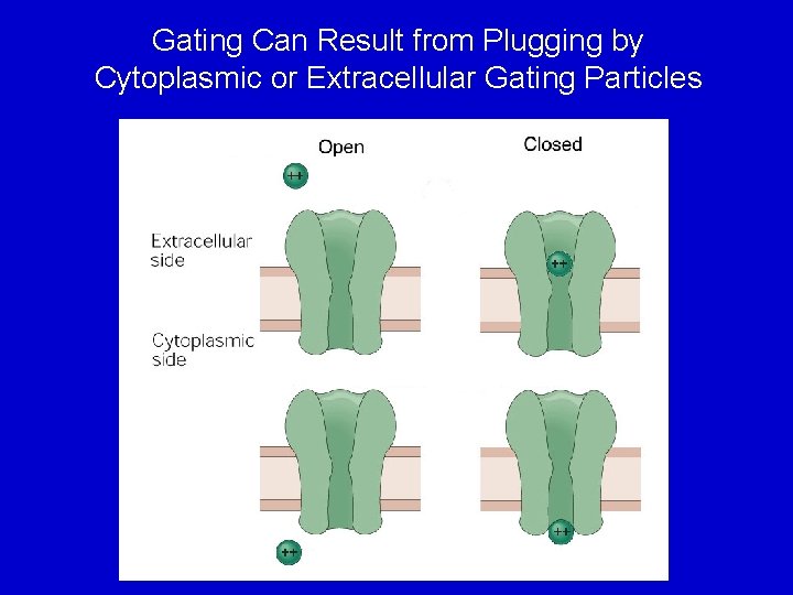 Gating Can Result from Plugging by Cytoplasmic or Extracellular Gating Particles 