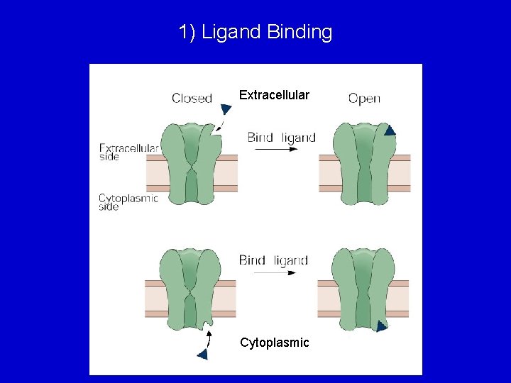 1) Ligand Binding Extracellular Cytoplasmic 