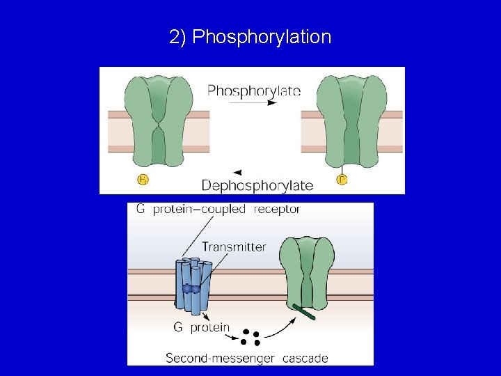 2) Phosphorylation 