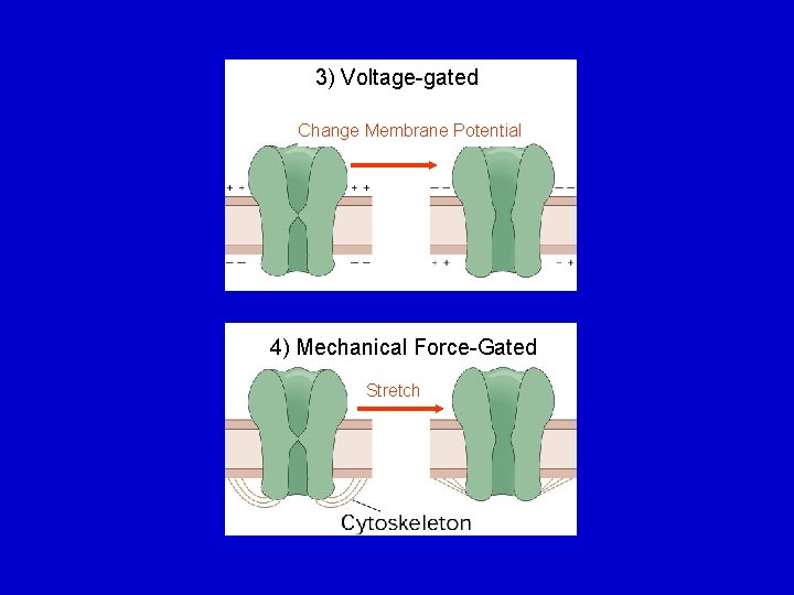 3) Voltage-gated Change Membrane Potential 4) Mechanical Force-Gated Stretch 