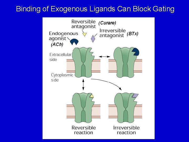 Binding of Exogenous Ligands Can Block Gating (Curare) (BTx) (ACh) 