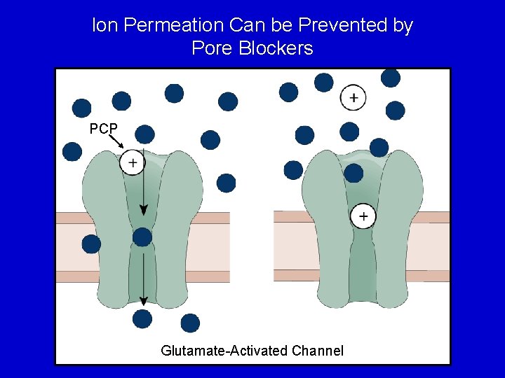 Ion Permeation Can be Prevented by Pore Blockers PCP Glutamate-Activated Channel 