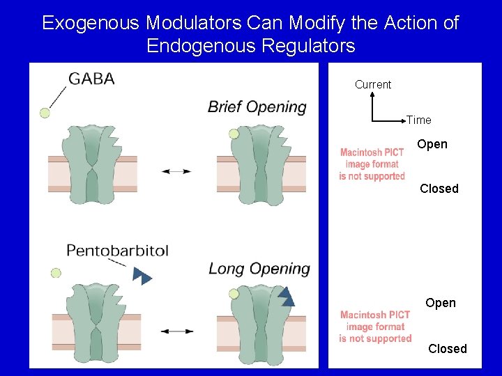 Exogenous Modulators Can Modify the Action of Endogenous Regulators Current Time Open Closed 