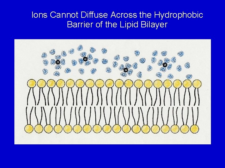 Ions Cannot Diffuse Across the Hydrophobic Barrier of the Lipid Bilayer 