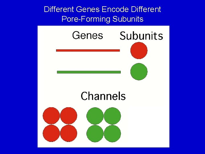 Different Genes Encode Different Pore-Forming Subunits 