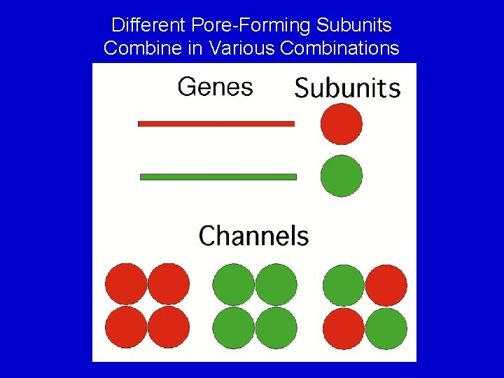 Different Pore-Forming Subunits Combine in Various Combinations 