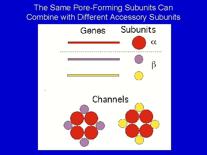 The Same Pore-Forming Subunits Can Combine with Different Accessory Subunits 