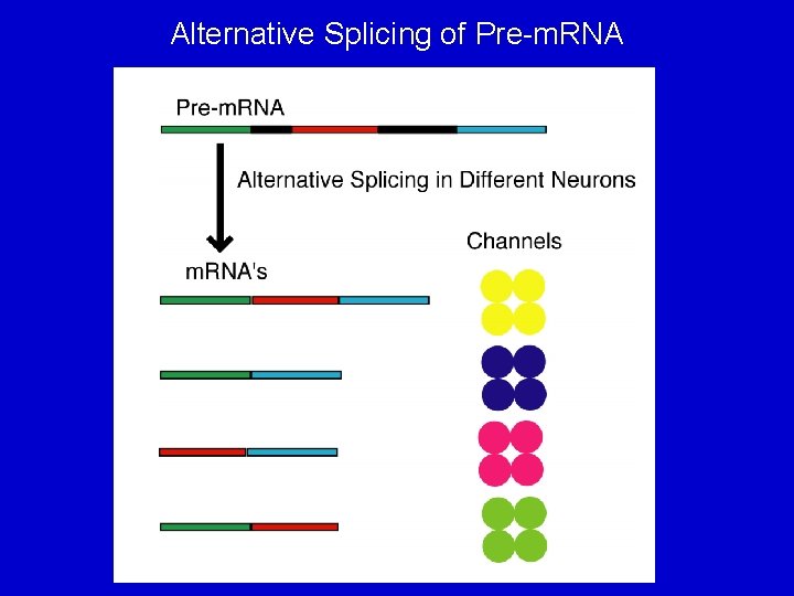 Alternative Splicing of Pre-m. RNA 