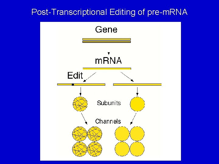 Post-Transcriptional Editing of pre-m. RNA 