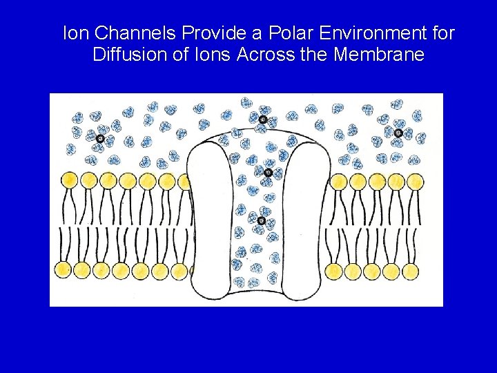 Ion Channels Provide a Polar Environment for Diffusion of Ions Across the Membrane 