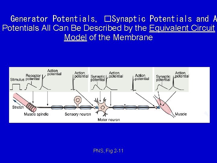 Generator Potentials, �Synaptic Potentials and A Potentials All Can Be Described by the Equivalent