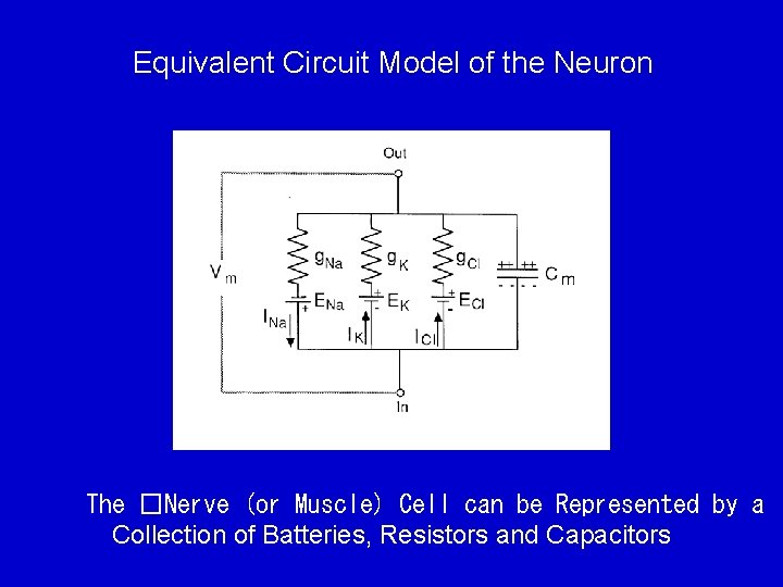 Equivalent Circuit Model of the Neuron The �Nerve (or Muscle) Cell can be Represented
