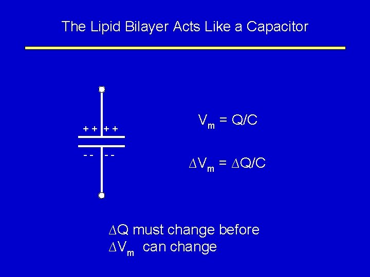 The Lipid Bilayer Acts Like a Capacitor ++ ++ -- -- Vm = Q/C