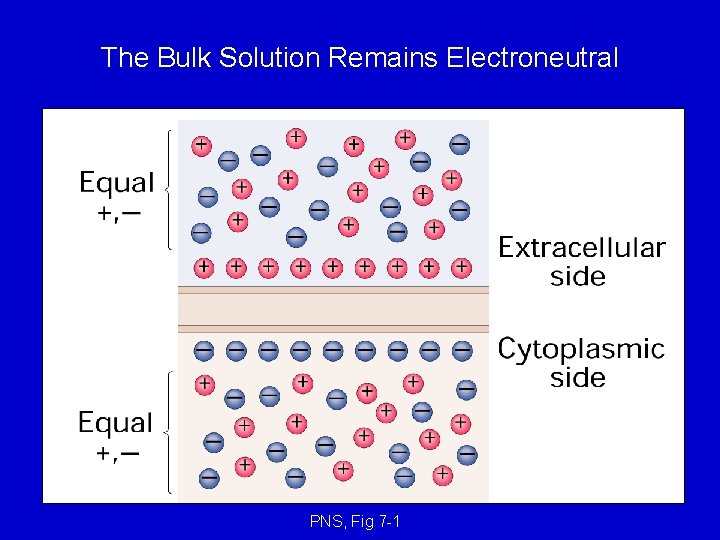 The Bulk Solution Remains Electroneutral PNS, Fig 7 -1 