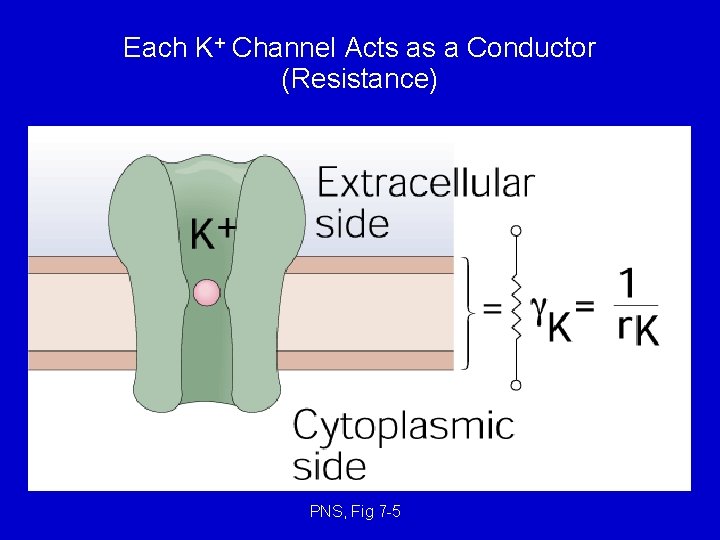 Each K+ Channel Acts as a Conductor (Resistance) PNS, Fig 7 -5 