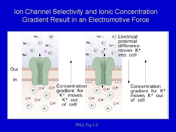 Ion Channel Selectivity and Ionic Concentration Gradient Result in an Electromotive Force PNS, Fig