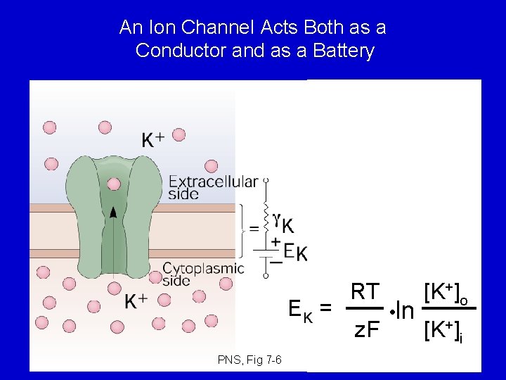 An Ion Channel Acts Both as a Conductor and as a Battery EK =