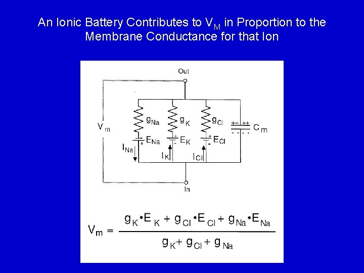An Ionic Battery Contributes to VM in Proportion to the Membrane Conductance for that