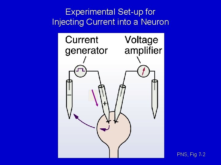 Experimental Set-up for Injecting Current into a Neuron PNS, Fig 7 -2 