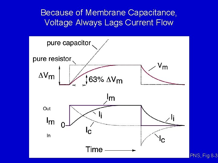 Because of Membrane Capacitance, Voltage Always Lags Current Flow t = Rin x Cin