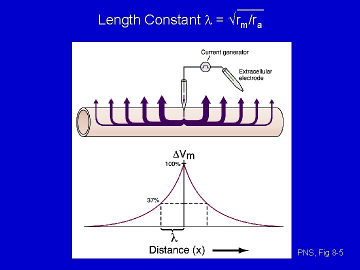 Length Constant l = √rm/ra PNS, Fig 8 -5 