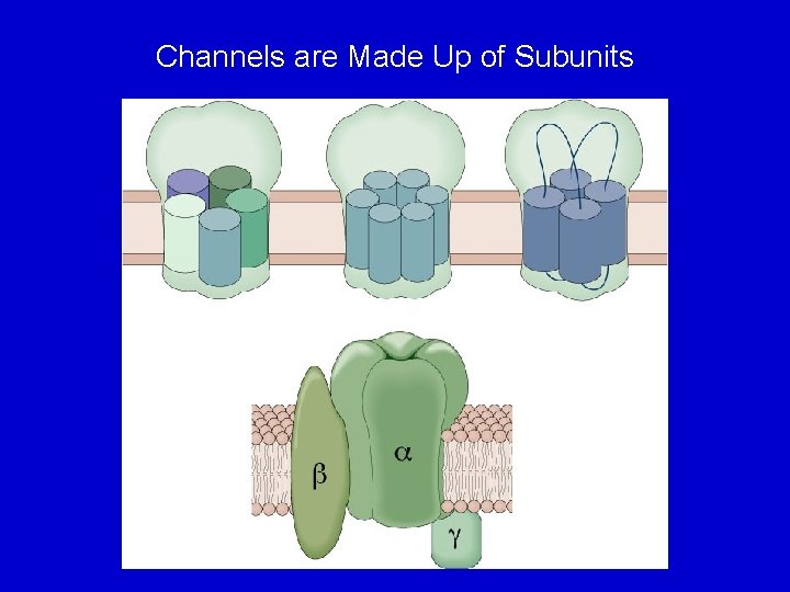 Channels are Made Up of Subunits 