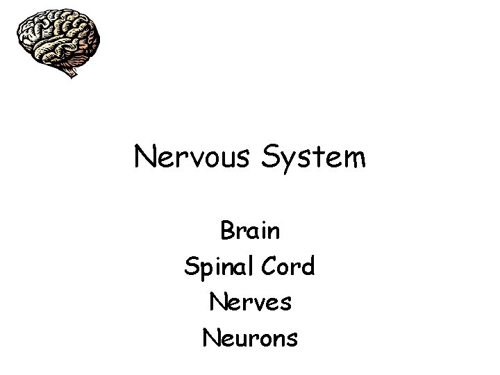 Nervous System Brain Spinal Cord Nerves Neurons 