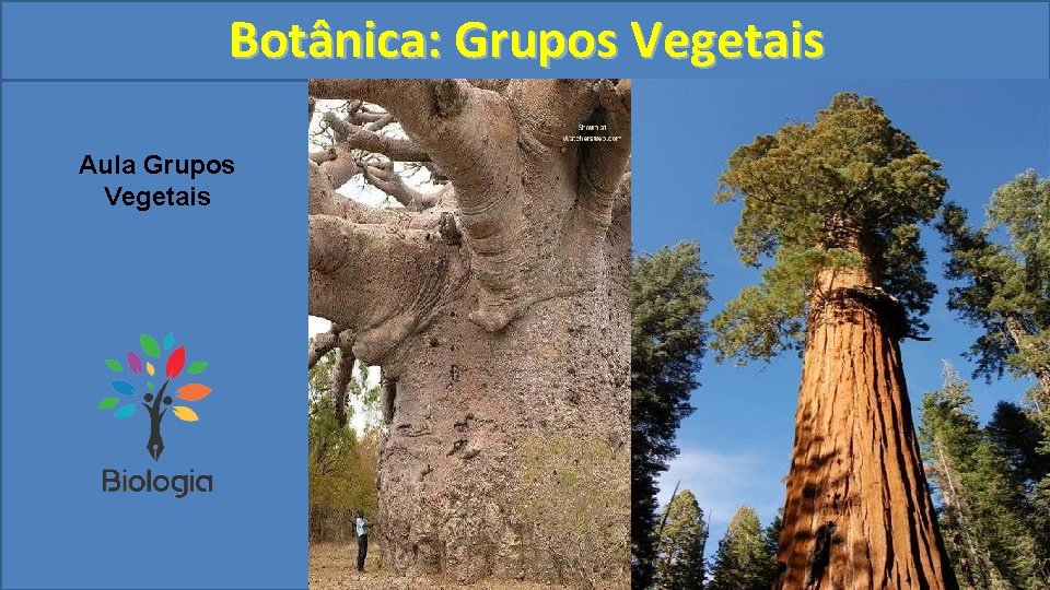 Botânica: Grupos Vegetais Aula Grupos Vegetais 