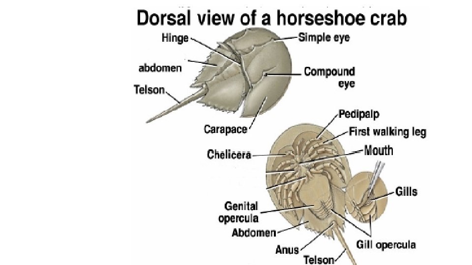 AEB 121 INVERTEBRATE ZOOLOGY PHYLUM ARTHROPODA BY MRS