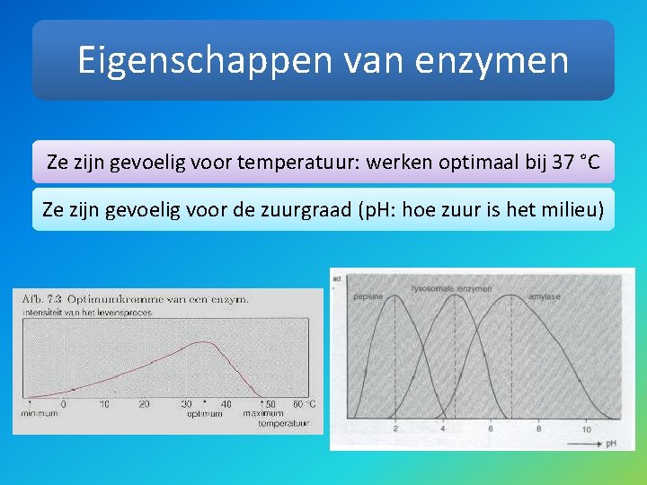 Spijsvertering door enzymen Wat zijn enzymen Voedingsmiddelen