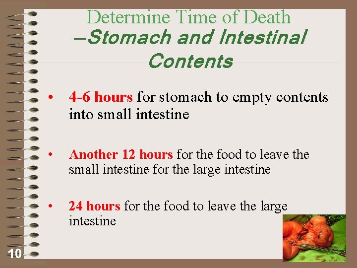 Determine Time of Death —Stomach and Intestinal Contents • 4 -6 hours for stomach