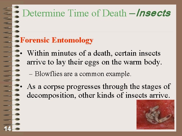 Determine Time of Death —Insects Forensic Entomology • Within minutes of a death, certain