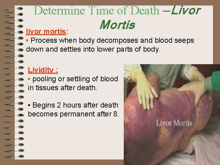 Determine Time of Death —Livor Mortis livor mortis: • Process when body decomposes and