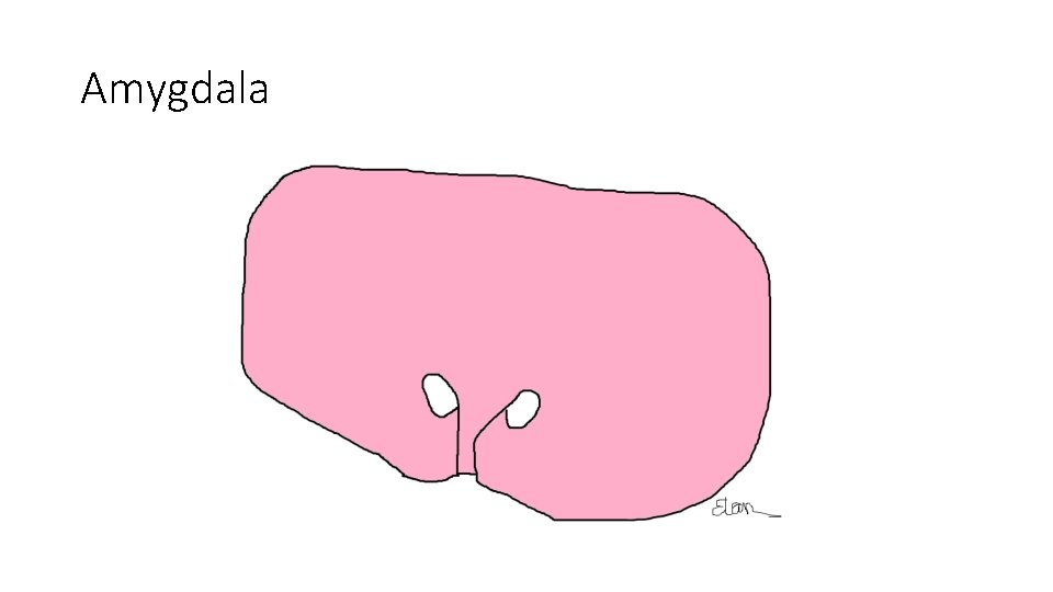 Amygdala Amygdala