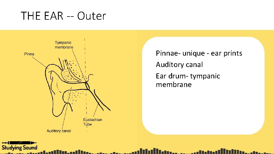 THE EAR -- Outer Pinnae- unique - ear prints Auditory canal Ear drum- tympanic