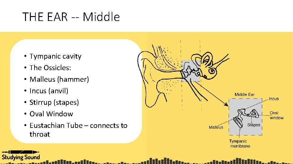 THE EAR -- Middle • • Tympanic cavity The Ossicles: Malleus (hammer) Incus (anvil)