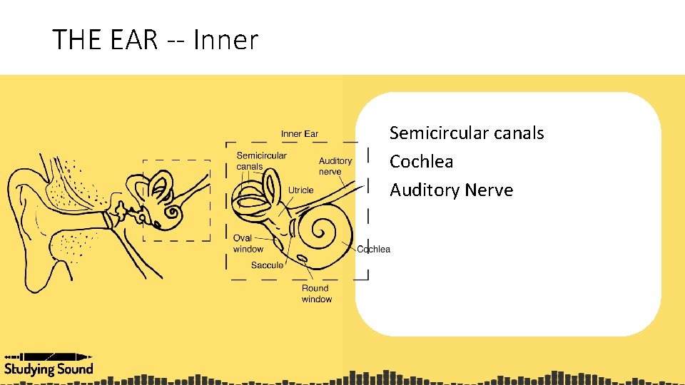 THE EAR -- Inner Semicircular canals Cochlea Auditory Nerve 