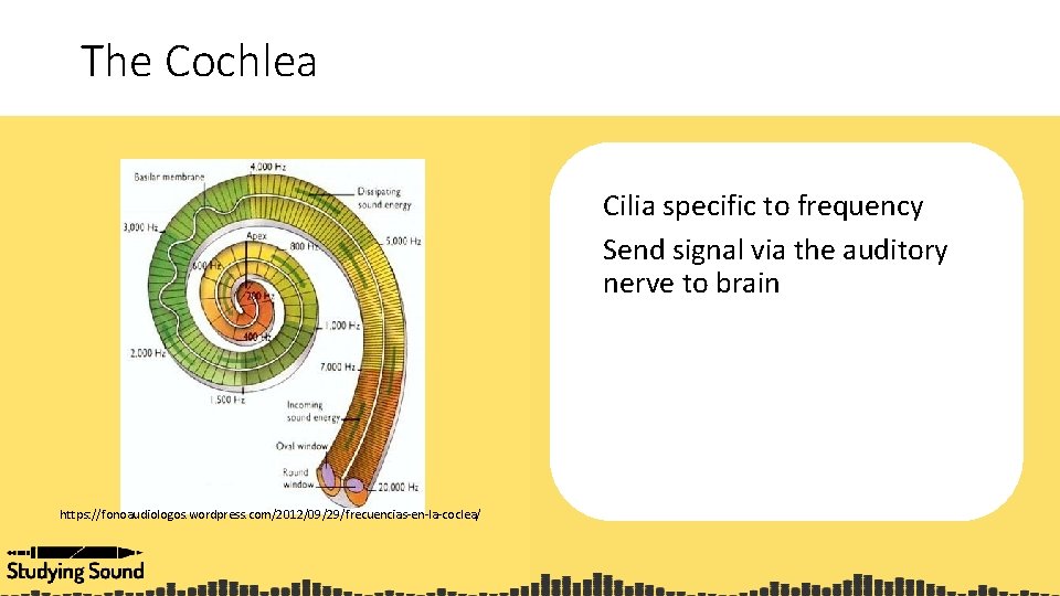 The Cochlea Cilia specific to frequency Send signal via the auditory nerve to brain